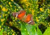 Anartia amathea